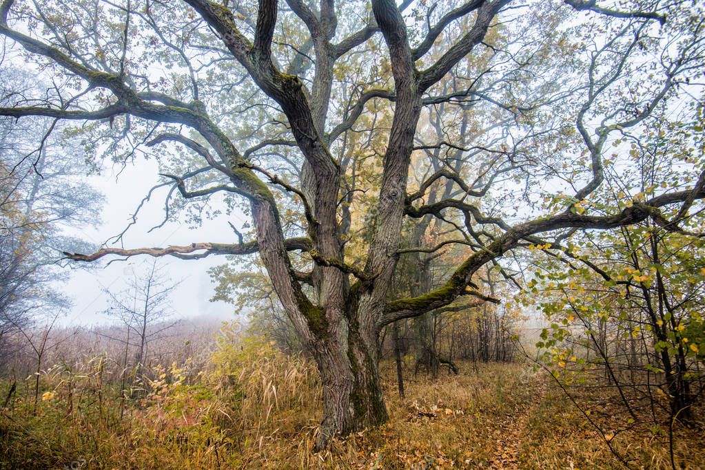 Autumn landscape. An old tree in the golden forest, close-up, Latvia