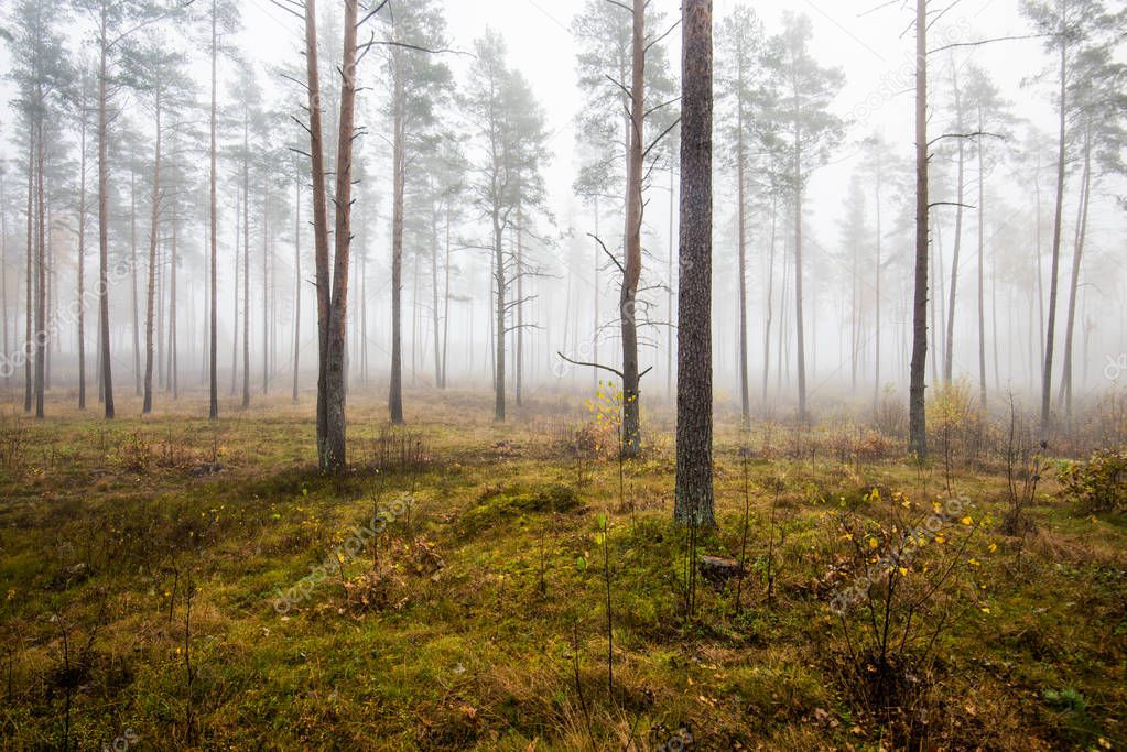 An autumn forest landscape. Morning fog in the pine tree forest on a cloudy day, green and golden leaves, Latvia