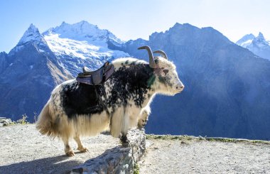 Dağın arka planında öküz var. Dombay. Karachay-Çerkessia. Kafkaslar. Rusya