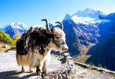 Dağın arka planında öküz var. Dombay. Karachay-Çerkessia. Kafkaslar. Rusya