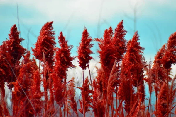 Rote Pampasgras Nahaufnahme Mit Blauem Himmel Und Sonne — Stockfoto