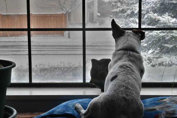 Beyaz sıçan terrier köpek wintry soğuk mahalle pencereden dışarı bakıyor.