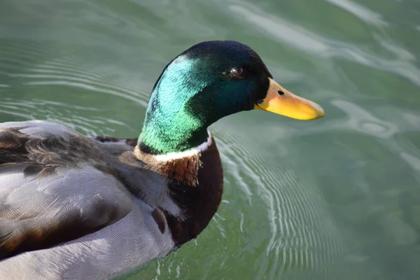 Cabeça Pato Mallard Verde Bico Amarelo Nadando Lagoa Verde — Fotografia de Stock