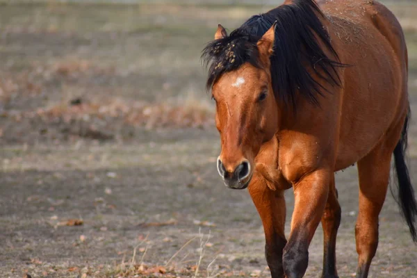 Braunes Pferd Mit Schwarzen Haaren Läuft Über Graue Herbstweide — Stockfoto