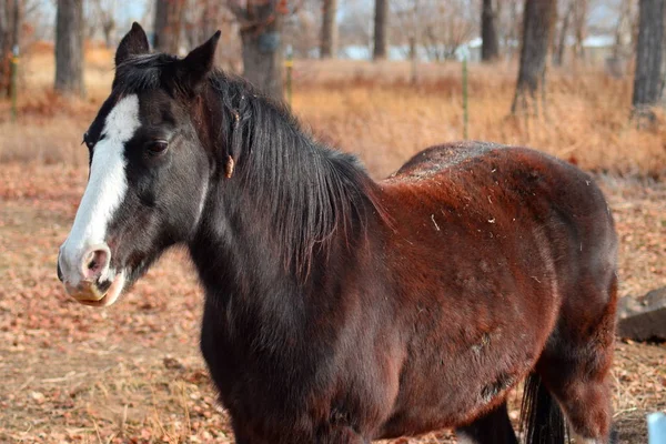 Caballo Marrón Rojizo Con Pelo Negro Nariz Blanca Pasto Otoñal —  Fotos de Stock