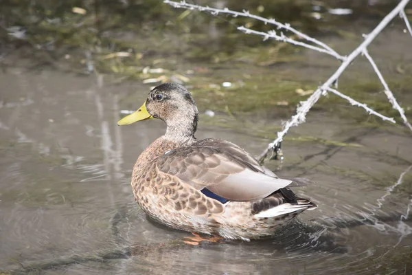 Light brown tan mallard duck swimming in wetland swamp.