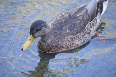 Gölgede gölet su kahverengi mallard ördek closeup.