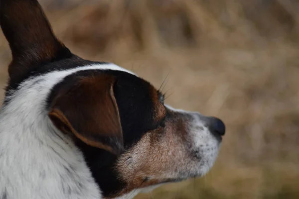 Ratte Terrier Hund Kopf Nahaufnahme Mit Unkraut Verschwommenen Hintergrund — Stockfoto