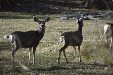 Sevgili dağ ormanı çayırlarında çalışan.