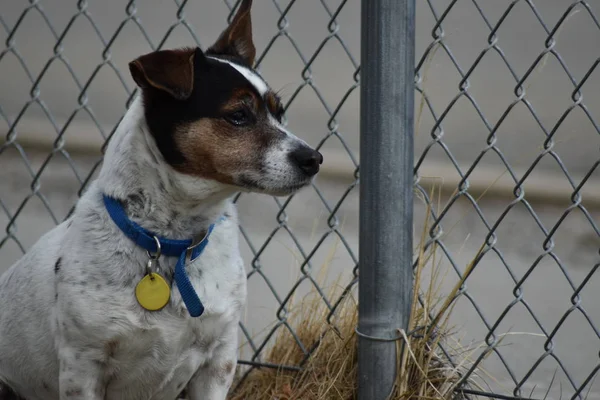 Kahverengi kafa çit ve çit sonrası yanında oturan beyaz sıçan terrier köpek.