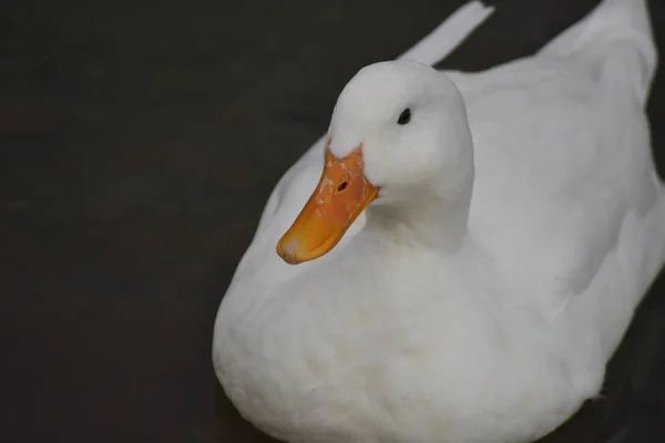 Weiße Große Ente Schwimmt Auf Kleinem Teich Nahaufnahme — Stockfoto