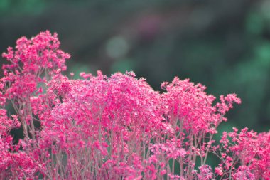 Bulanık arka plan ile pembe çiçekli otlar üstleri.