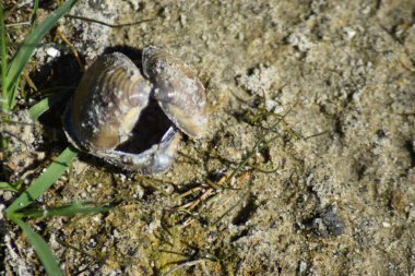 Kumlu kıyıda okyanus yosunlu istiridye deniz kabukları.