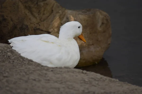Weiße Ente Blickt Vom Sandigen Ufer Auf Felsbrocken Und Grünen — Stockfoto