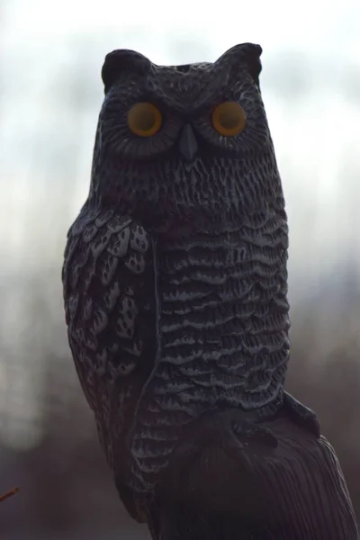 Statue Hibou Foncé Aux Yeux Jaunes Fond Flou — Photo