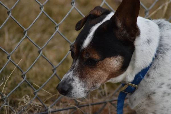 Λυπημένος Rat Τεριέ Σκύλος Κοντινό Πλάνο Δίπλα Στο Φράχτη Και — Φωτογραφία Αρχείου