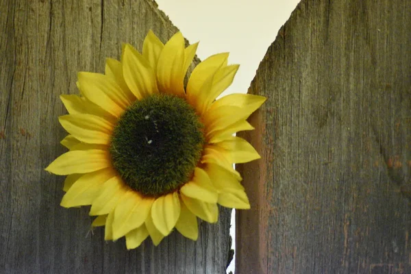 Ahşap çit üzerinde sarı yapay çiçek.