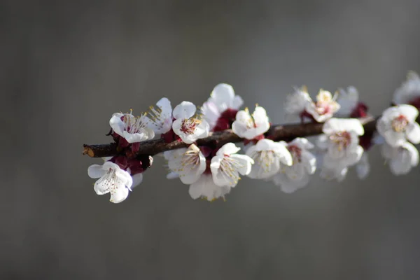 kırmızı tomurcukları closeup fotoğraf ile meyve ağacının beyaz ağaç çiçekleri.
