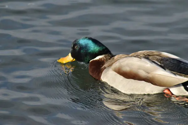 Tamizado Pato Mallard Cabeza Verde Para Alimentos Superficie Del Estanque — Foto de Stock