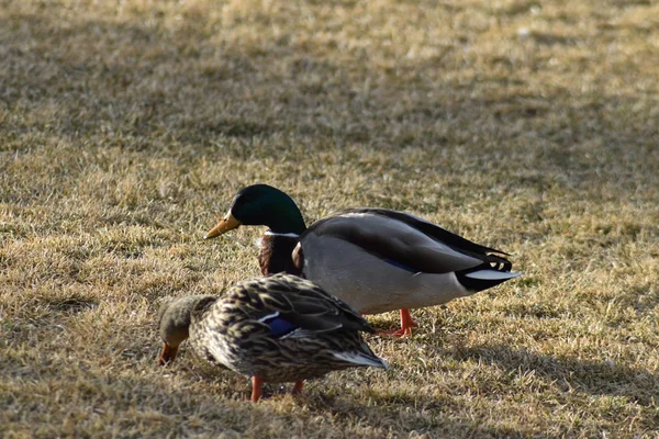 Två Gräsand Ankor Söker Mat Grön Och Gul Gräsmatta — Stockfoto