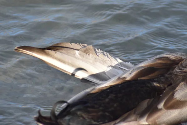 Primeros Planos Del Ala Plumas Pato Lesionado Agua Del Estanque — Foto de Stock