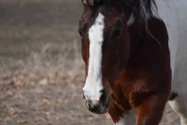 灰色の雑草の牧草地を横切って歩く白い筋の鼻のクローズアップを持つ茶色の暗い馬 — ストック写真