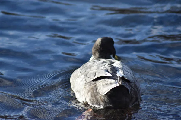 Pato Mallardo Gris Nadando Estanque Agua Muy Azul — Foto de Stock