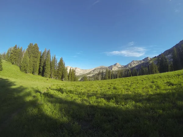 Büyük büyük yeşil ağaçlar ile dağlarda Yeşillik çim alan.