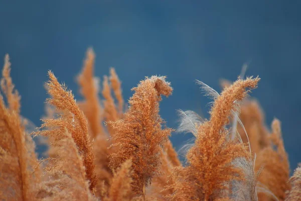 オレンジ色の草の雑草のトップは 濃い青の背景とクローズアップ — ストック写真