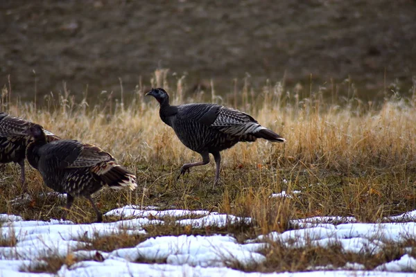 Forest turkey running in mountains by weeds, grass, and snow.