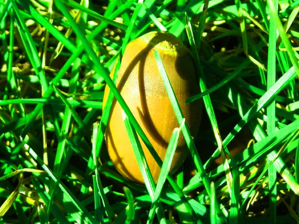 Gelbe Eichel Nahaufnahme Sehr Grünem Gras — Stockfoto