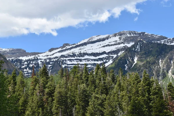 Snowy mountain range in summer with clouds, blue sky, and green fir tree forest.