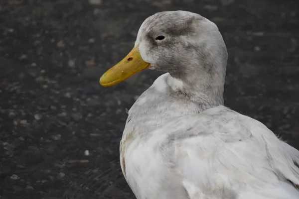 Weiße Und Graue Ente Mit Gelber Nase Auf Nassem Boden — Stockfoto