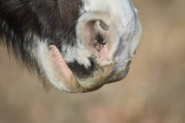 Weiße Und Schwarze Pferdenase Nahaufnahme — Stockfoto