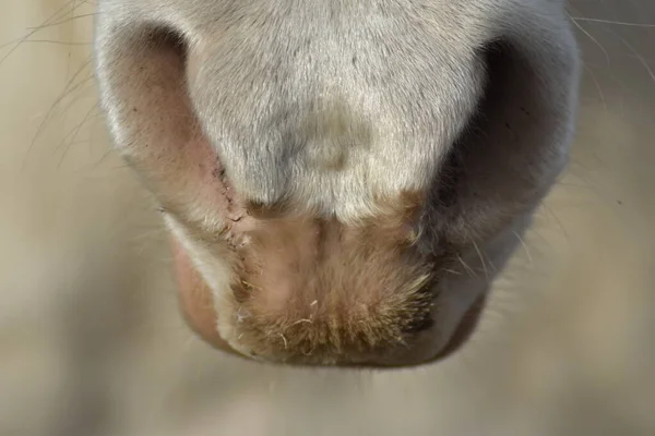 Bílý Kůň Nos Extrémní Detailní — Stock fotografie