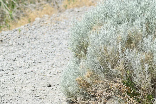 Kumsala yakın kumların üzerinde yeşil çalılık ve sarı çimenler.