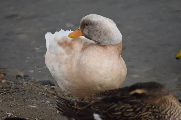 Semelle Individuelle Canard Colvert Blanc Regardant Ailleurs — Photo