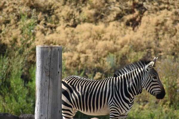 Zebra kütük direğinin yanında ve uzak sarı ağaçlar.