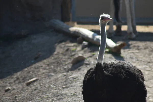 Arka planda zürafa ile Afrika yerleşkesinde yürüyen devekuşu..