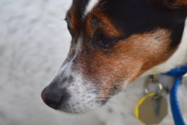 Θλιβερό Τεριέ Αρουραίων Προφίλ Πρόσωπο Σκύλου Closeup — Φωτογραφία Αρχείου