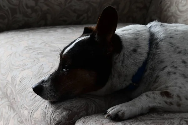 Χαριτωμένο Ποντίκι Που Ξεκουράζεται Terrier Σκυλί Στον Καναπέ — Φωτογραφία Αρχείου