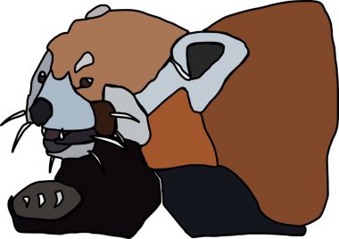 Red Panda hayvan büstünün taşıyıcısı.