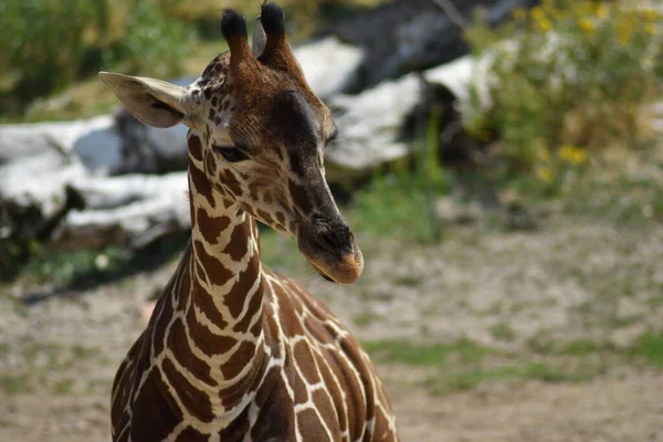 Vahşi Afrika memeli zürafası otçul hayvan portresi.