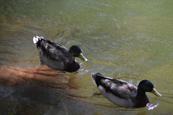 Dvě Krásné Divoké Kachny Plavající Řece Zelené Vodě — Stock fotografie