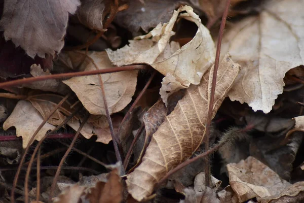 Ölü yapraklar yakın görünüm dokusu.