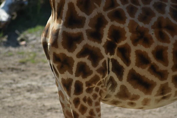 African Giraffe Chest Closeup Wild Animal — Stock Photo, Image