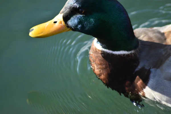 Yeşil başlı sarı gagalı yaban ördeği ördeği. Beyaz boynu yeşil, parlak suda yüzüyor..