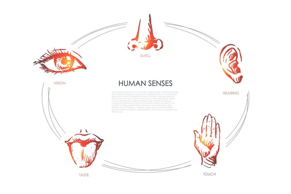 Sentidos humanos: visión, gusto, tacto, oído, conjunto de conceptos de vectores olfativos — Vector de stock