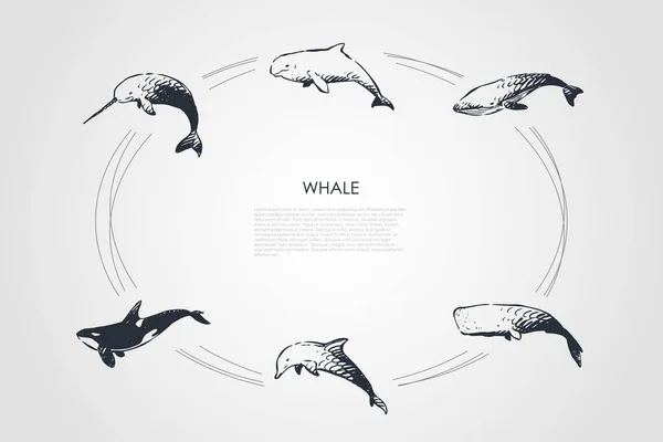 Baleine - différents types - ensemble de concept de dauphins, de spermatozoïdes et d "épaulards vecteurs — Image vectorielle