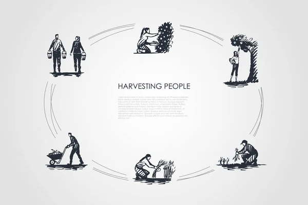 Colheita de pessoas - pessoas colhendo frutas e cenouras, vinculando grama, transportando e transportando conjunto conceito vetor colheita — Vetor de Stock